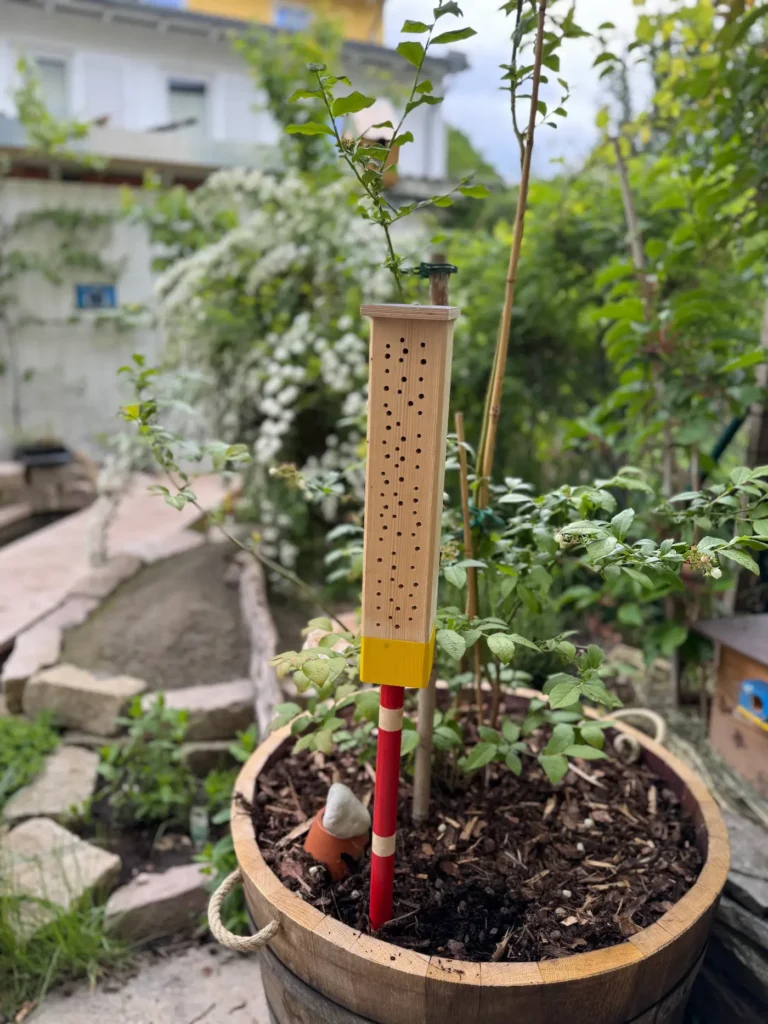 Eine bunt angemalte Nisthilfe steckt in einem Weinfass, in dem Heidelbeeren wachsen.