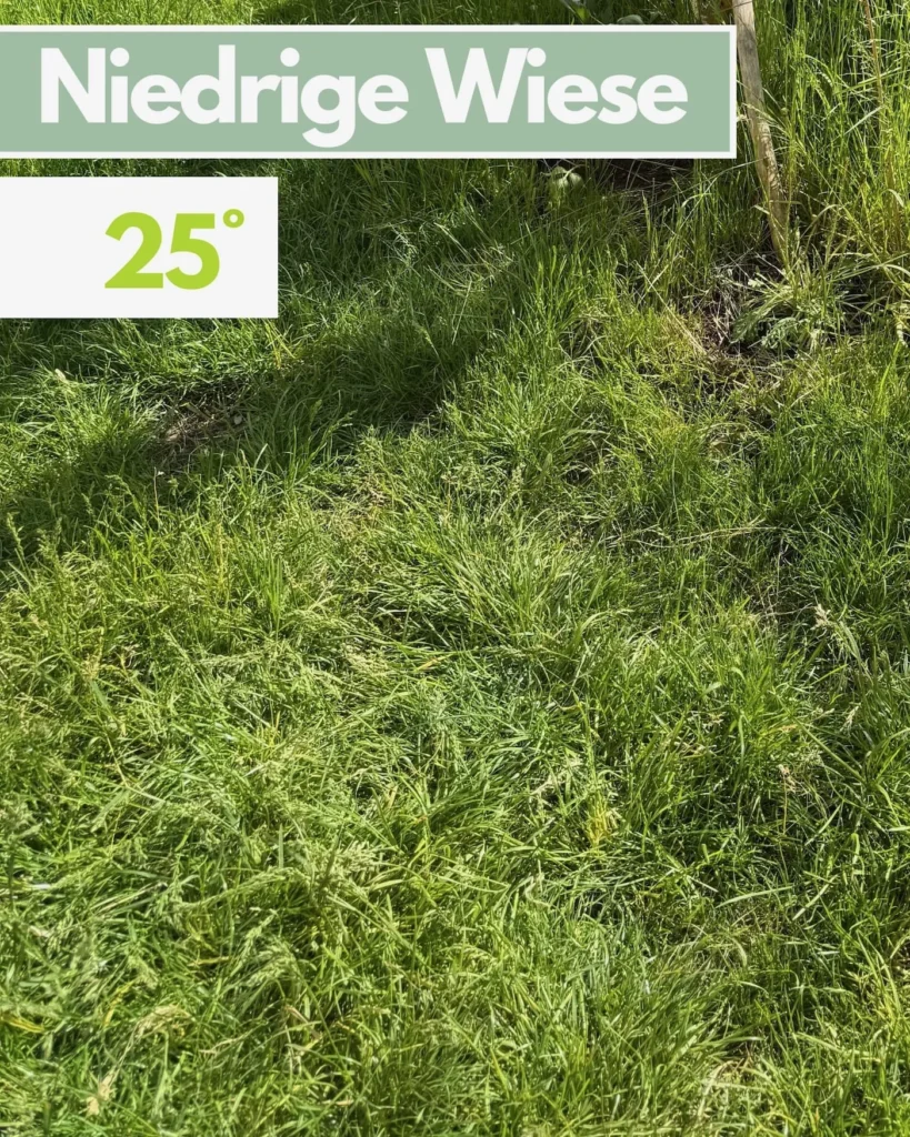 Messung der Oberflächentemperatur auf niedriger Wiese mit Thermometer – 25 Grad Celsius bei direkter Sonneneinstrahlung