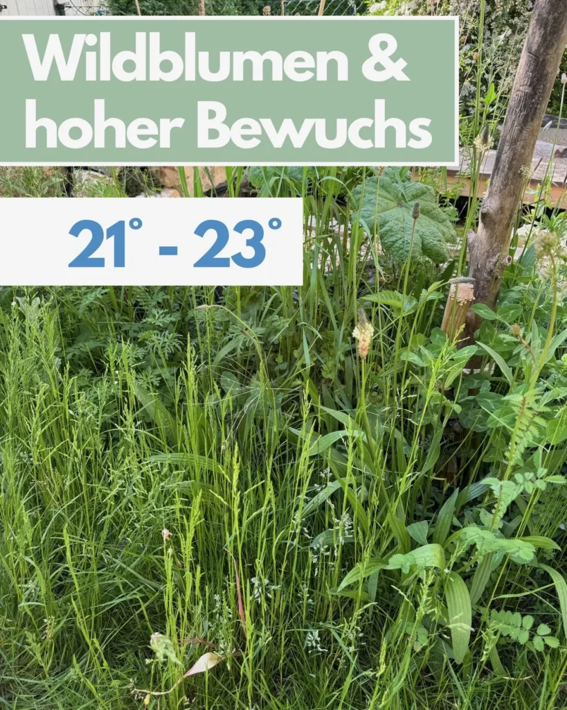Wildblumenfläche mit hohem Bewuchs – Temperaturmessung zeigt angenehm kühle 21 bis 23 Grad Celsius