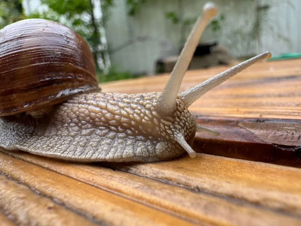 Eine Weinbergschnecke kriecht über ein Holzbrett.