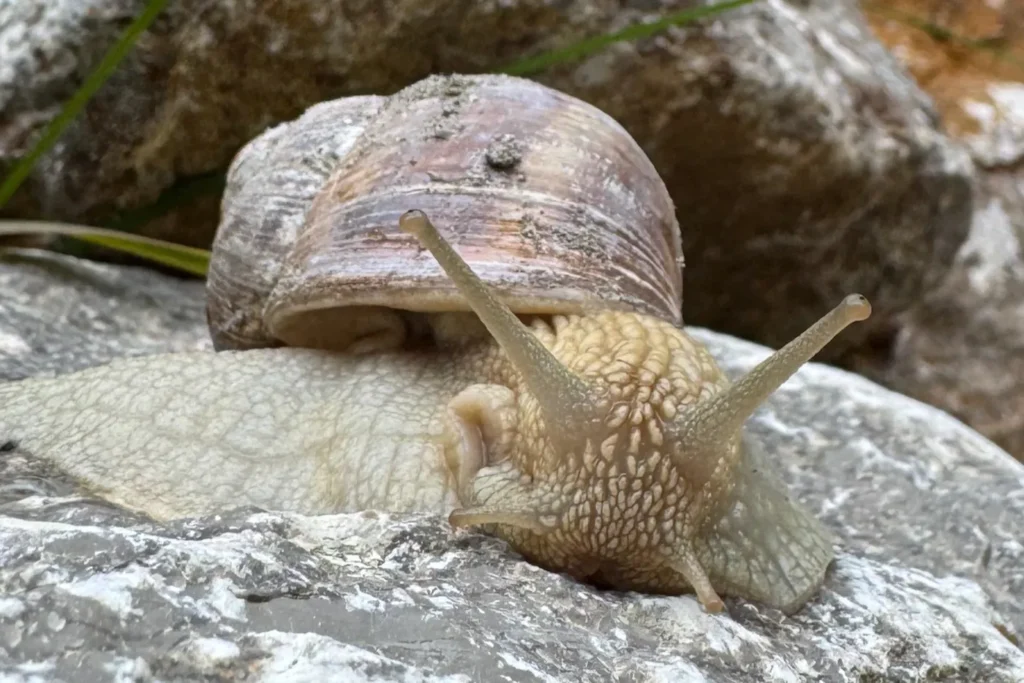 Weinbergschnecke in Nahaufnahme von vorne.