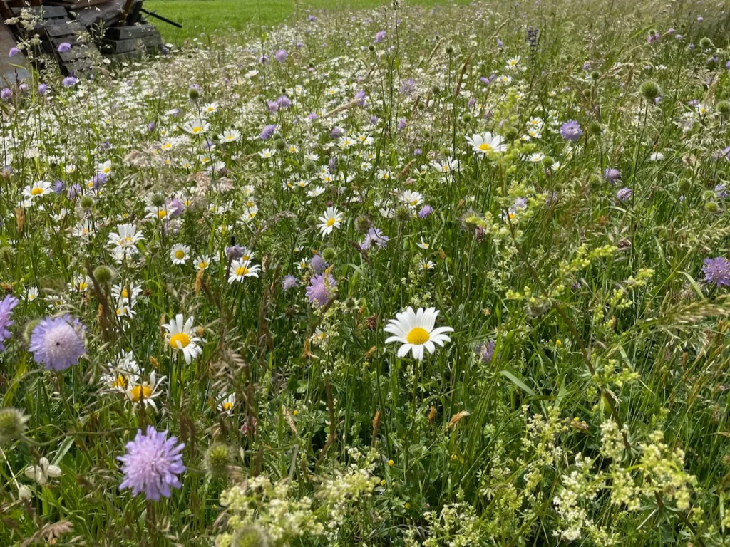 Wildblumenwiese