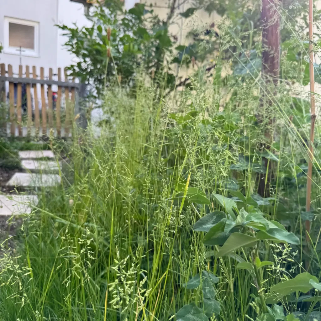 Hohes Gras kurz vor der Blüte