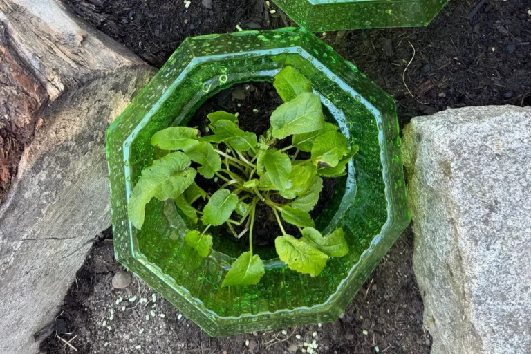 Schnecken im Garten natürlich bekämpfen – unsere besten Tipps ohne Chemie Jungpflanze im Beet geschützt durch einen grünen Schneckenkragen