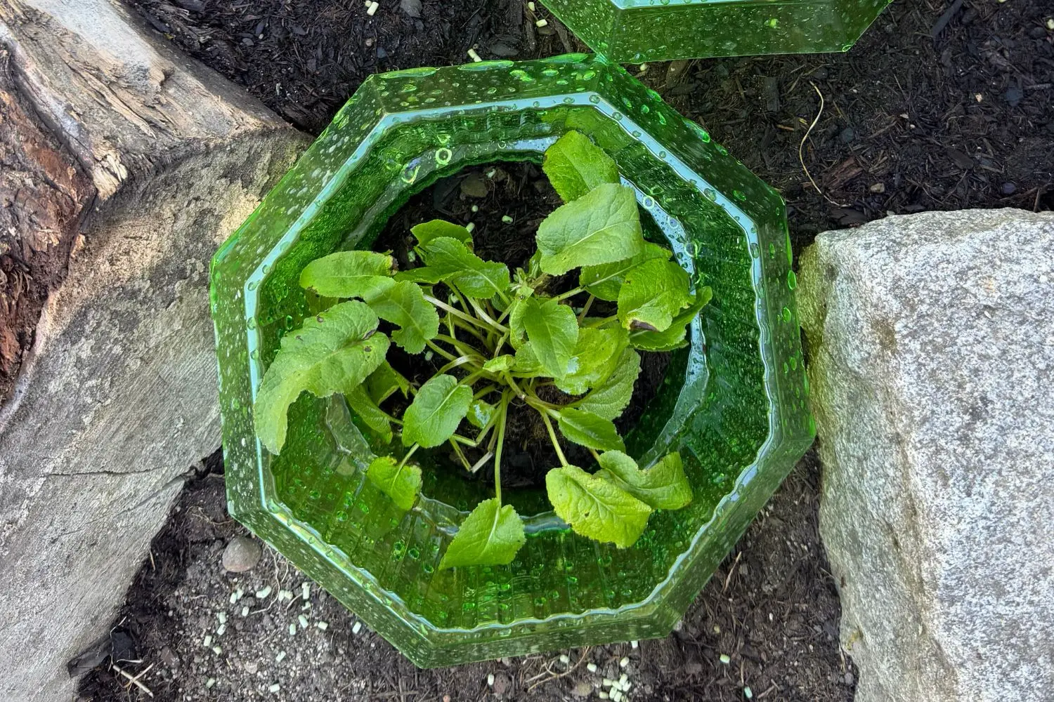 Schnecken im Garten natürlich bekämpfen – unsere besten Tipps ohne Chemie
