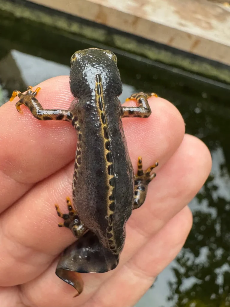 Ein Bergmolch sitzt auf einer Handinnenfläche.