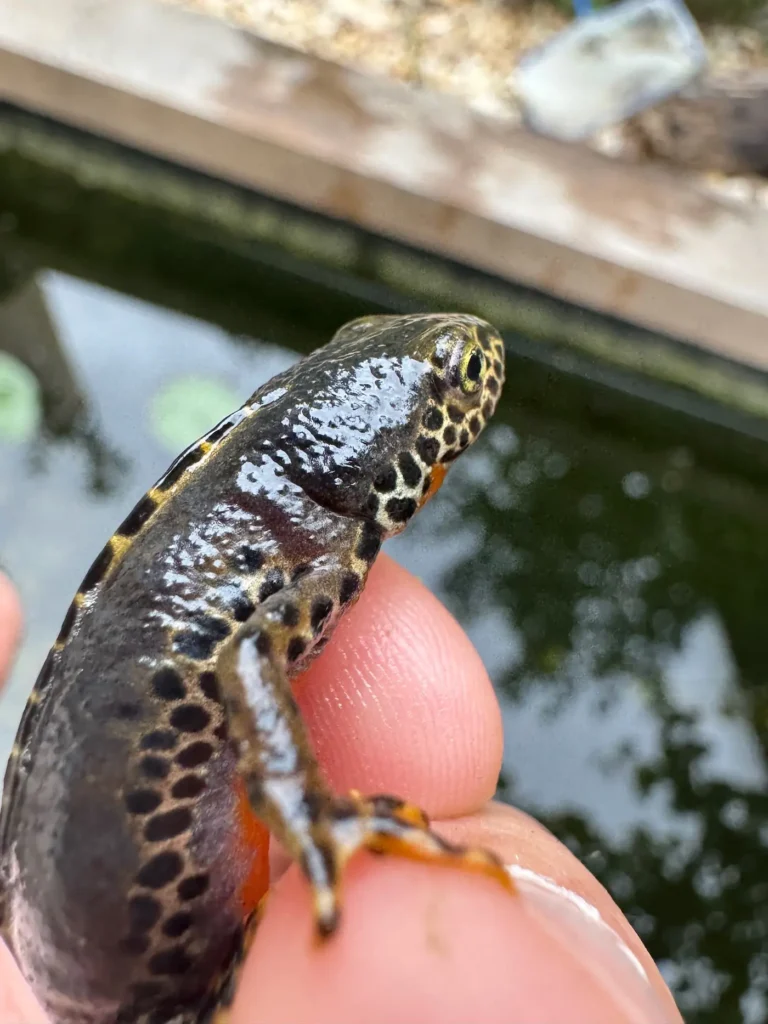 Ein Bergmolch sitzt auf den Fingerspitzen einer Hand.