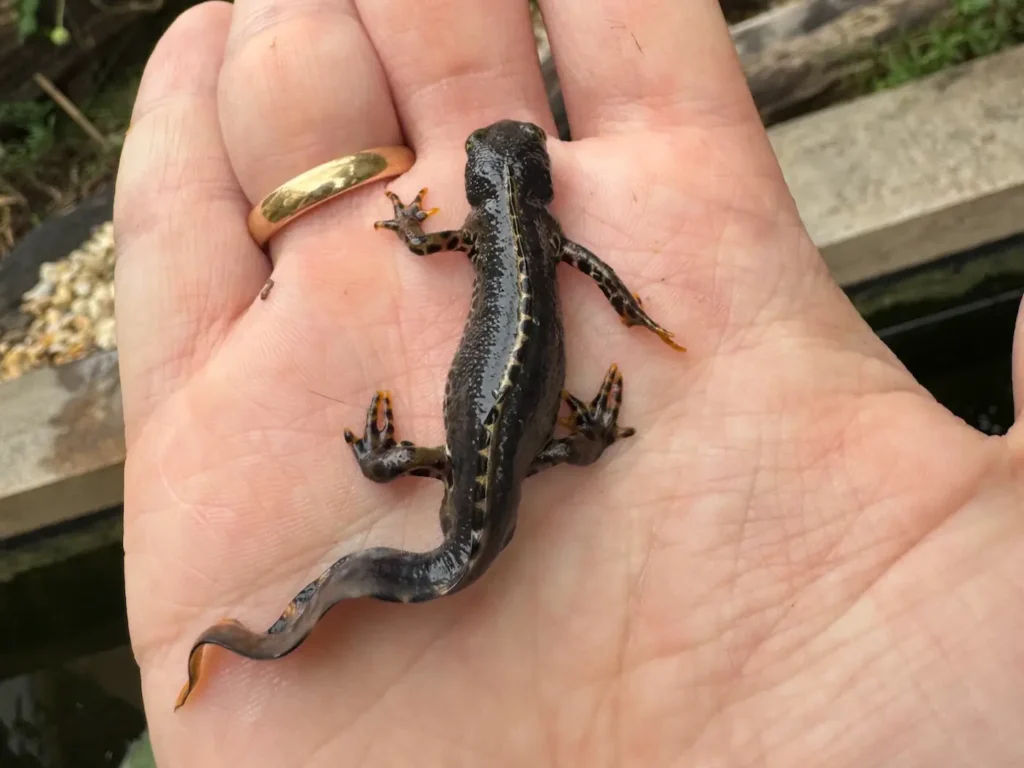 Ein Bergmolch sitzt auf einer Handinnenfläche.