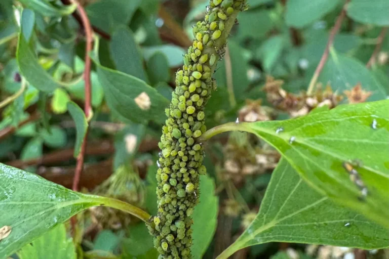 Blattläuse im Naturgarten bekämpfen: Natürliche Methoden für gesunde Pflanzen Stark mit grünen Blattläusen befallener Pflanzenstiel.