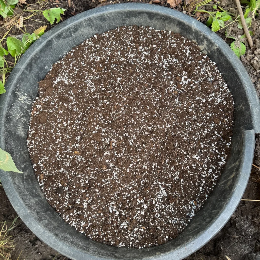 Perligran wird unter das Substrat für Blaubeeren gemischt, um die Bodenstruktur und Feuchtigkeitsspeicherung zu verbessern.