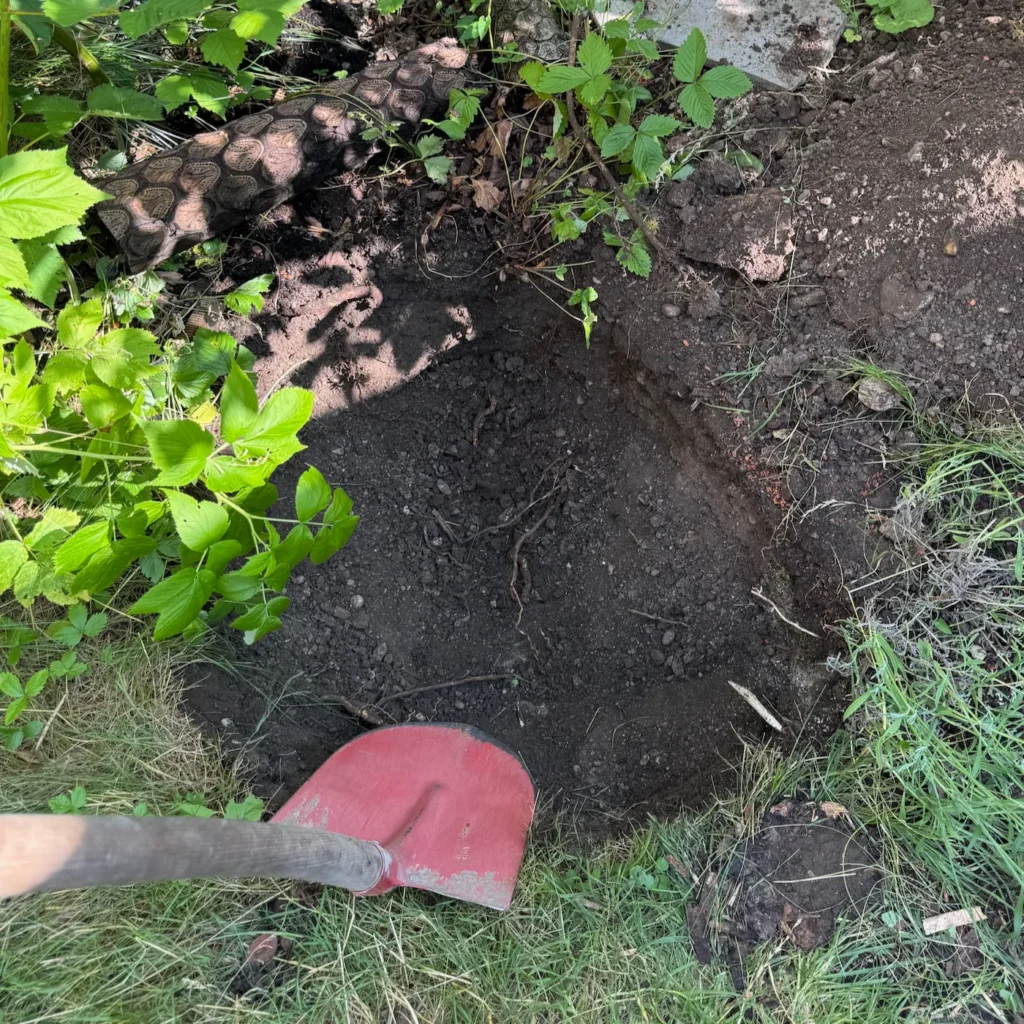 Ein frisch ausgehobenes Pflanzloch.