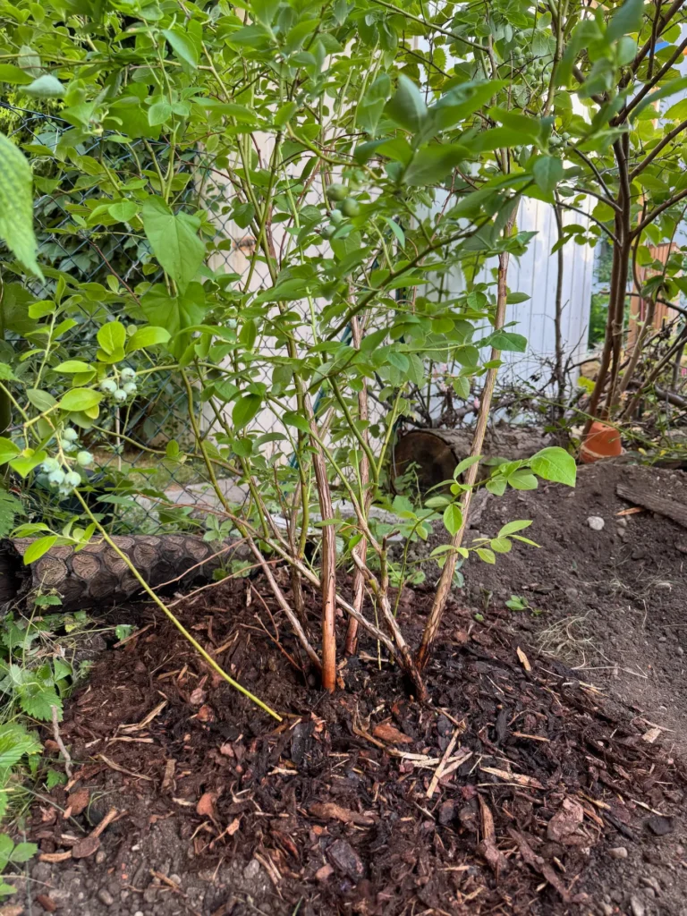 Blaubeerstrauch mit einer schützenden Schicht aus Rindenmulch bedeckt.