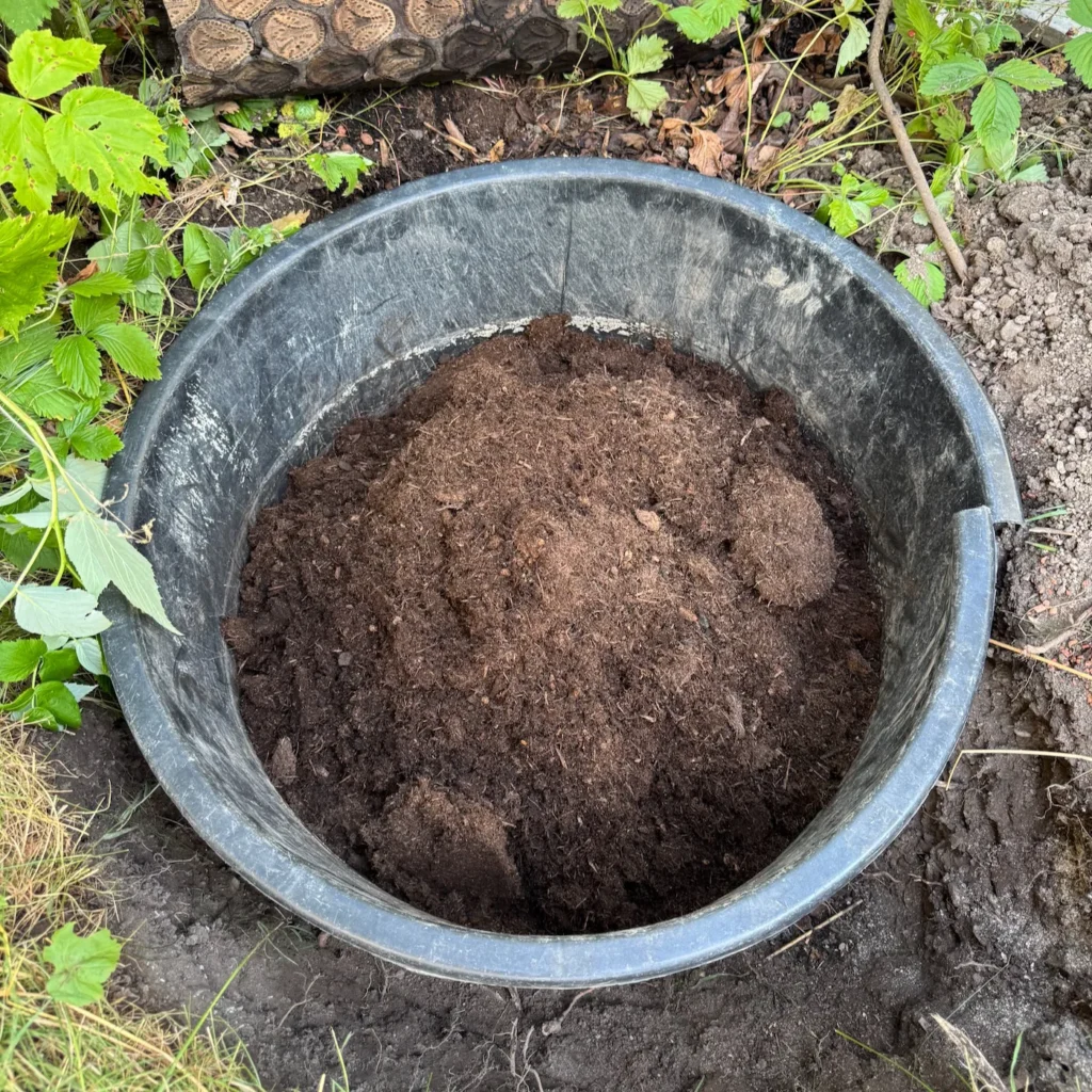 Mit torffreiem, saurem Substrat gefüllte Mörtelwanne zur Pflanzvorbereitung von Blaubeeren.