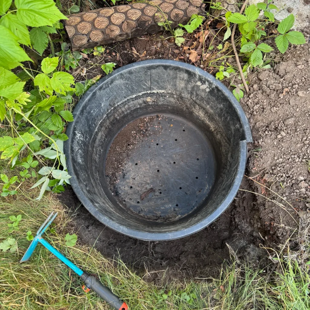 In ein Pflanzloch eingesetzte Mörtelwanne mit gebohrten Löchern zur Pflanzvorbereitung für Blaubeeren.