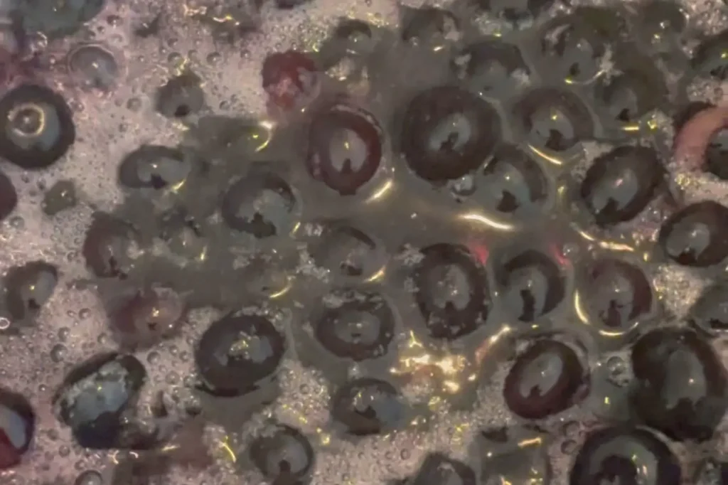 Heidelbeeren mit Wasser und Zucker köcheln in einem Topf