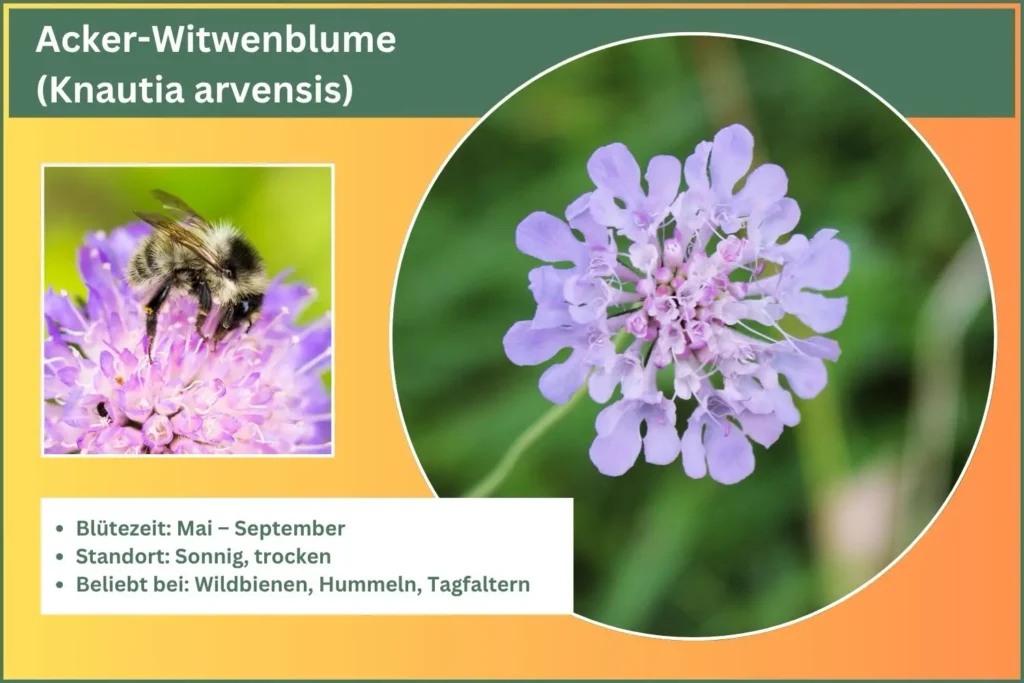 Steckbrief der Acker Witwenblume