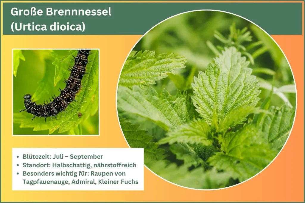 Steckbrief der Brennnessel