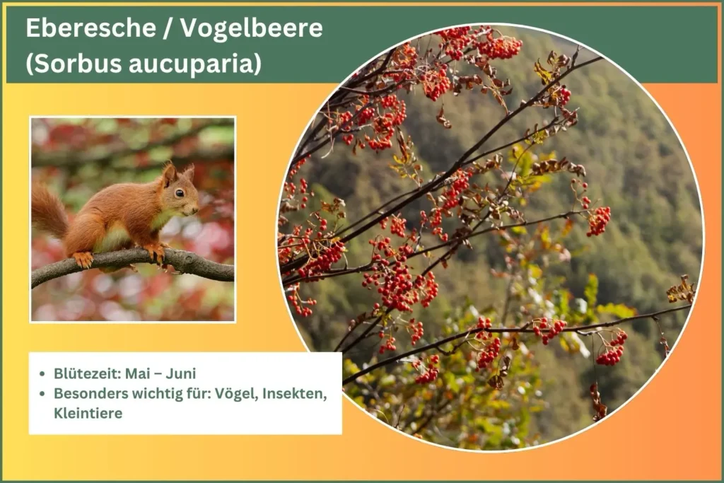 Steckbrief der Eberesche