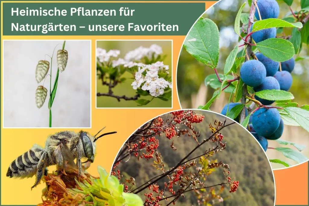 Kollage mit Pflanzen die für einen Naturgarten geeignet sind