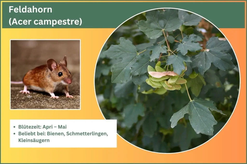 Steckbrief des Feldahorn