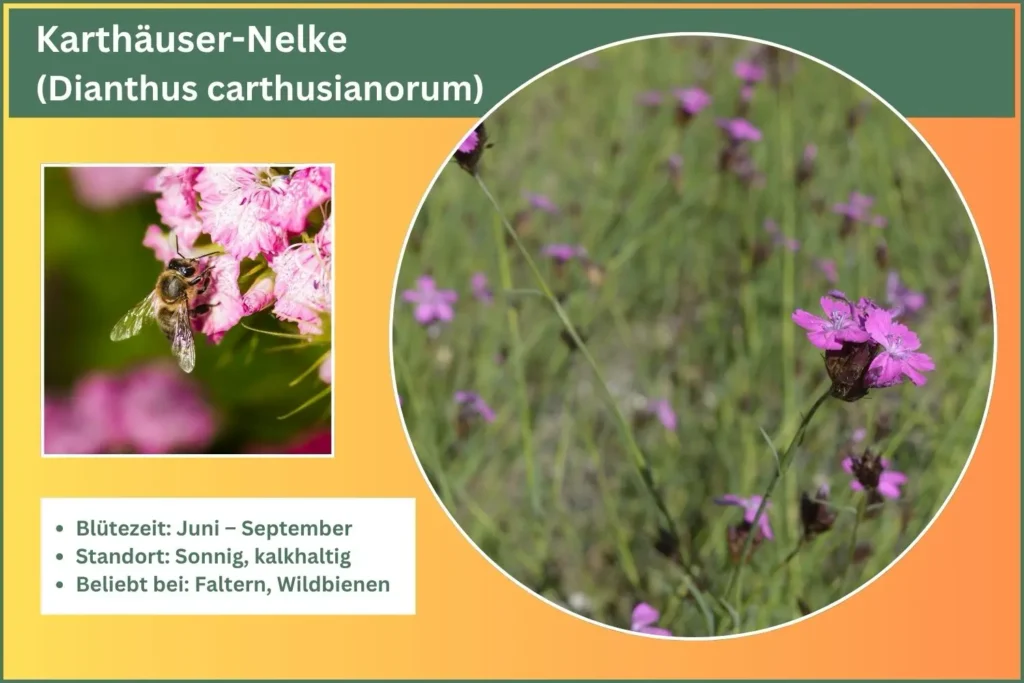 Steckbrief der Karthäuser Nelke