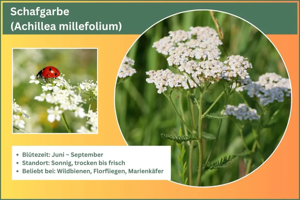 Steckbrief der Schafgarbe