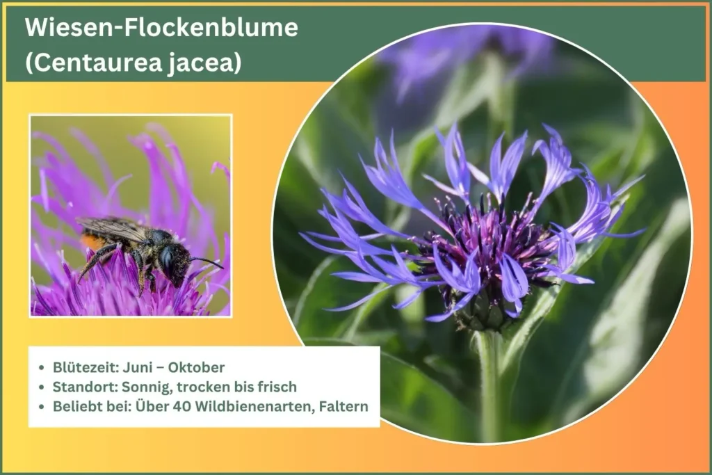 Steckbrief der Wiesen Flockenblume