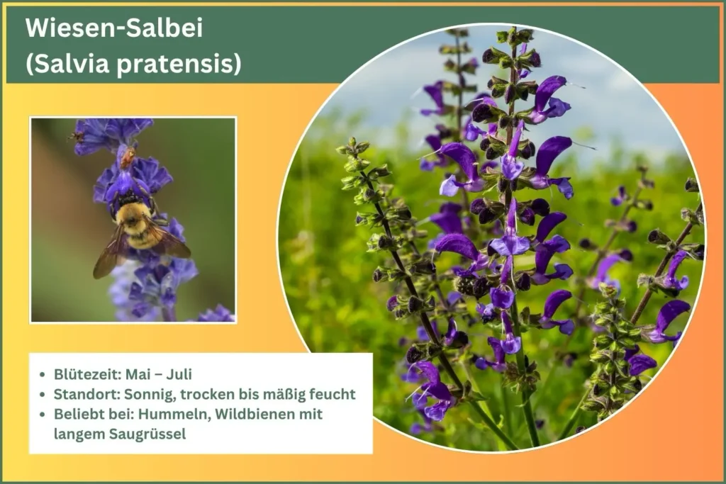 Steckbrief des Wiesen Salbei