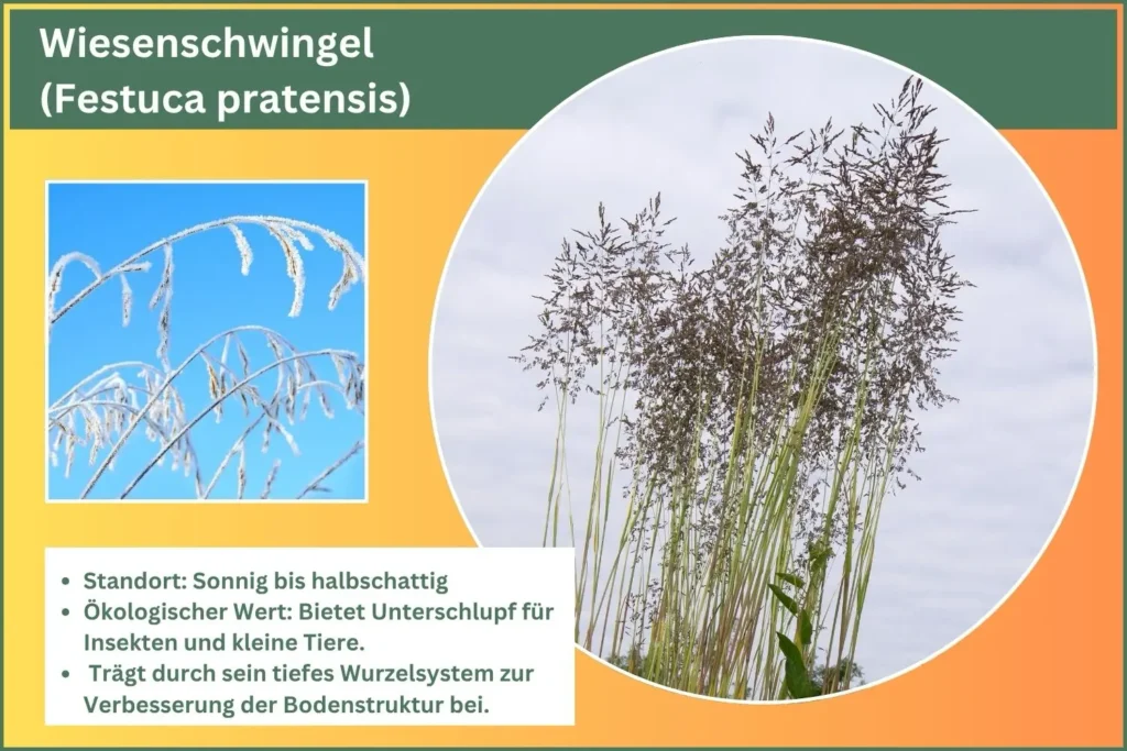 Steckbrief des Wiesenschwingel