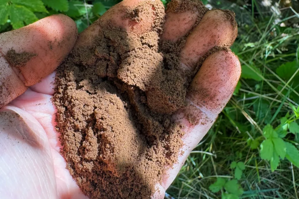 Kaffeesatz liegt auf einer Handfläche.