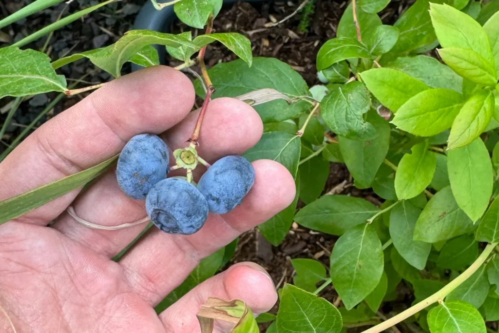 Kulturheidelbeeren am Strauch.