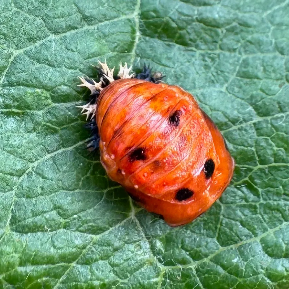 Eine Larve des Asiatischen Marienkäfers auf einem grünen Blatt.