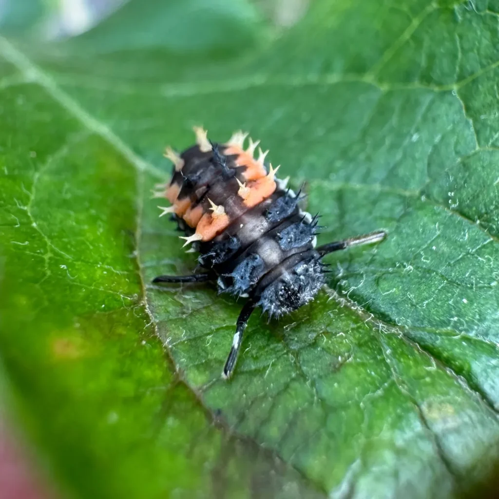 Eine Larve des Asiatischen Marienkäfers auf einem grünen Blatt.