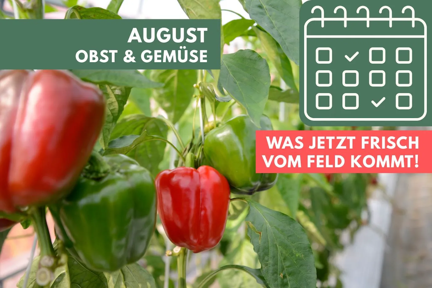 Obst und Gemüse im August: Was jetzt frisch vom Feld kommt