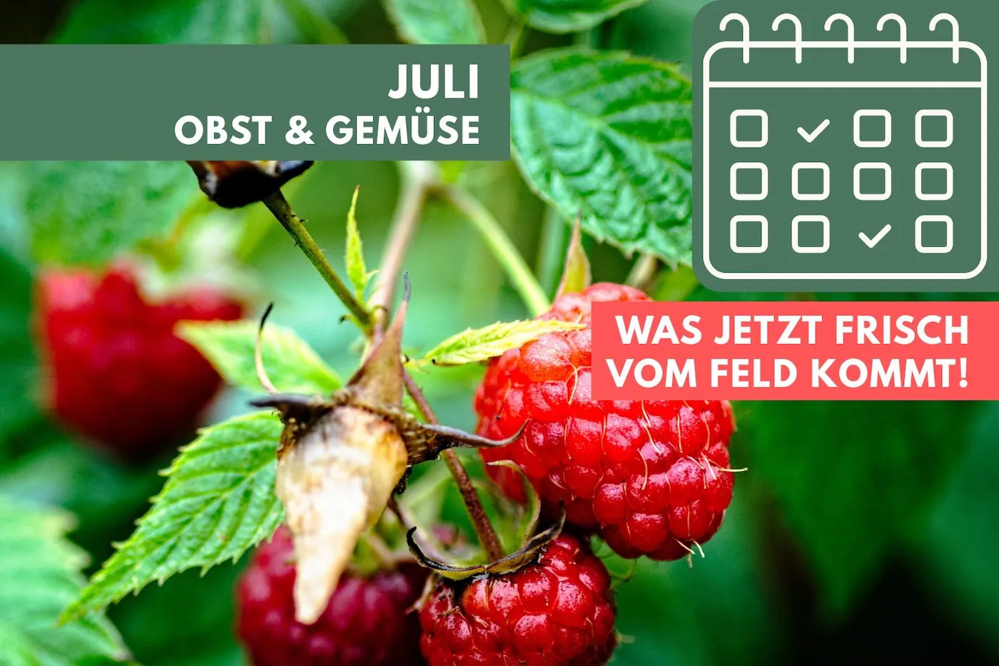 Obst und Gemüse im Juli: Was jetzt frisch vom Feld kommt