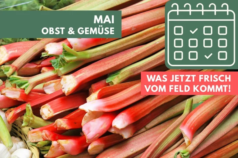 Obst und Gemüse im Mai: Was jetzt frisch vom Feld kommt Rhabarber