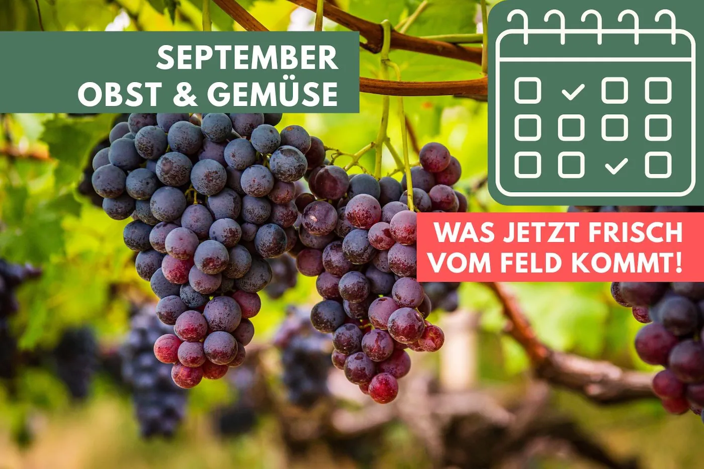 Obst und Gemüse im September: Was jetzt frisch vom Feld kommt