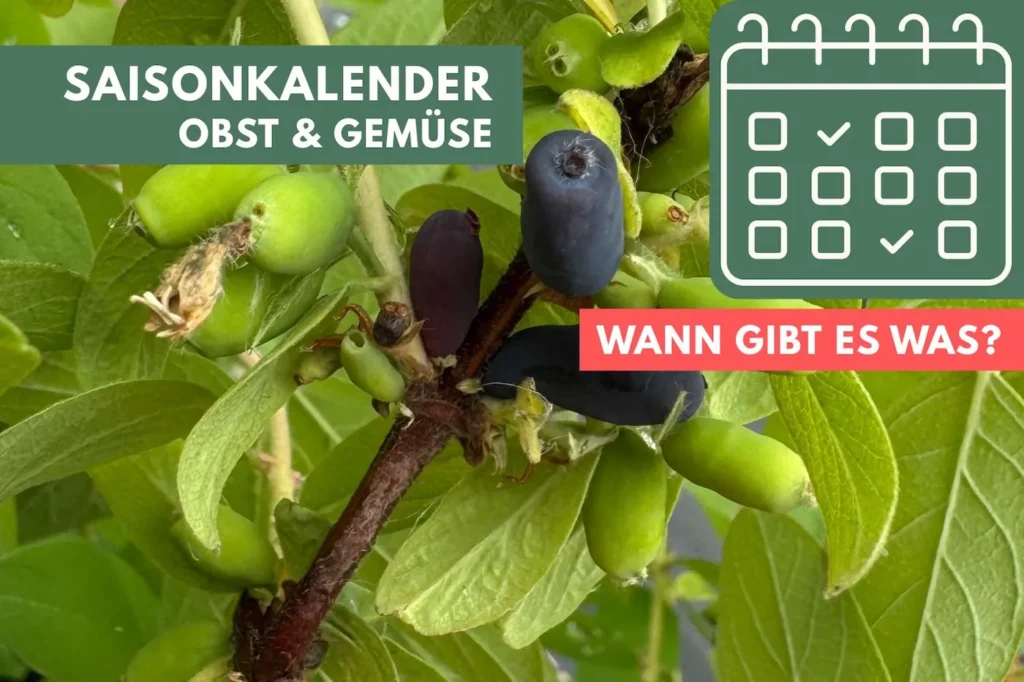 Foto von einem Strauch mit Blaubeeren und Text-Overlay zum Thema Saisonkalender für Obst und Gemüse.