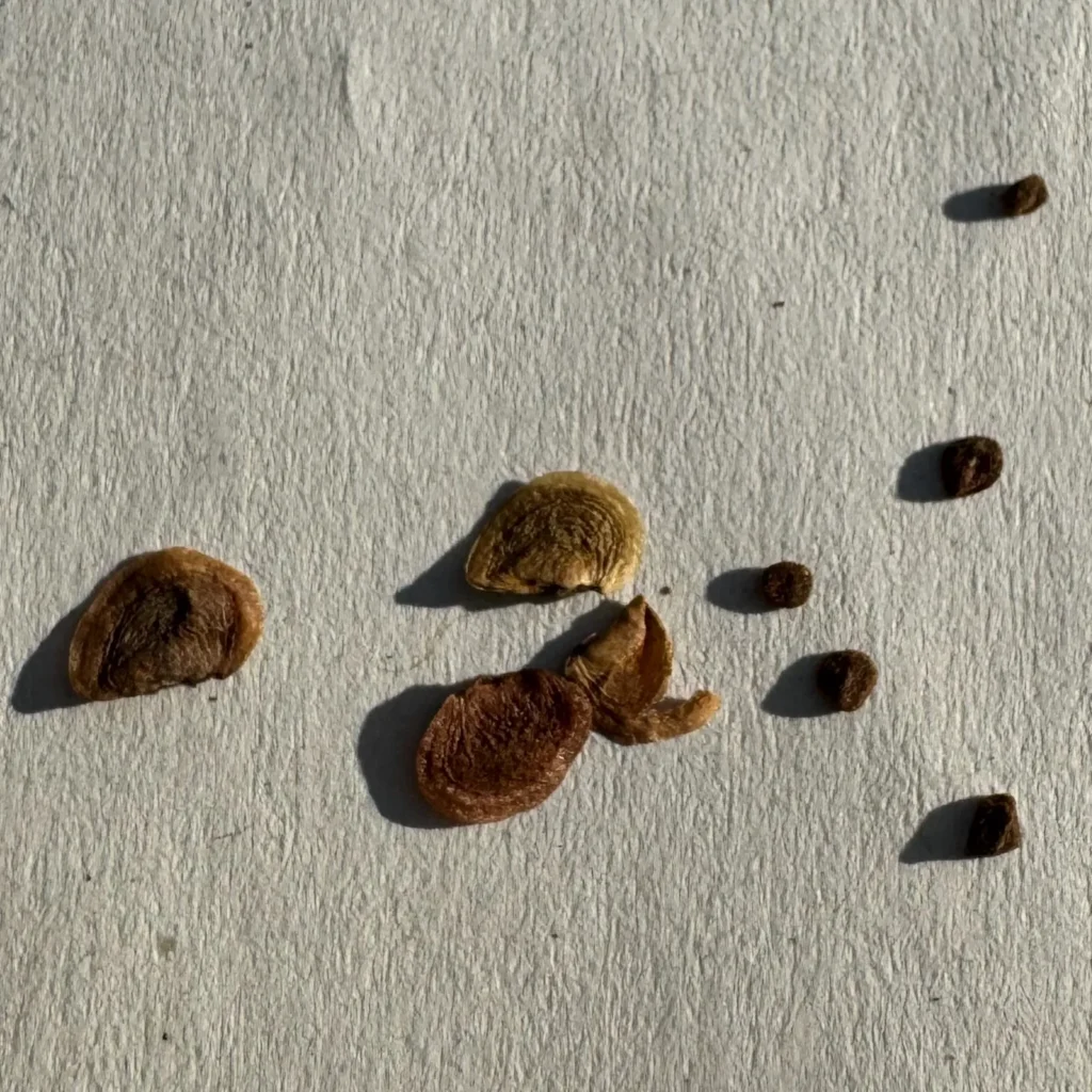 Kleine Samen der echten Glockenblume und größere vom Natternkopf.