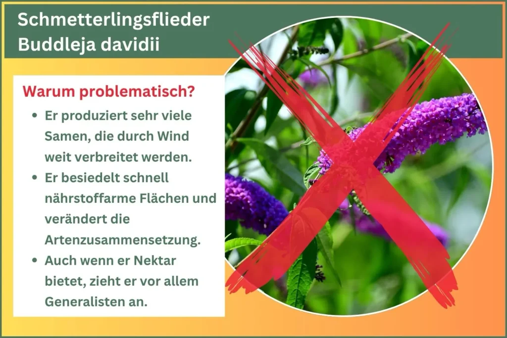 Steckbrief des Schmetterlingsflieder, der vor ihm als invasive Art warnt.