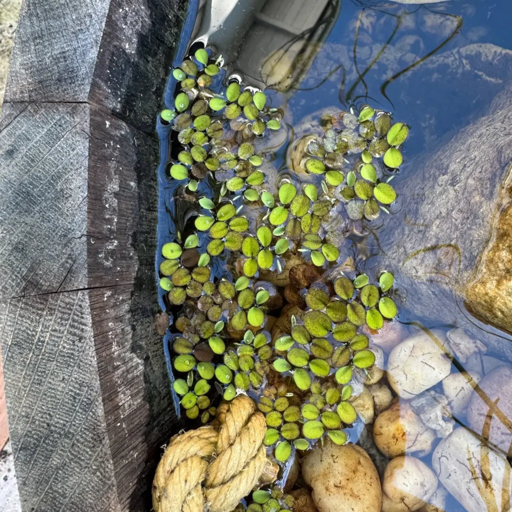 Schwimmfarn in einem Mini-Teich.