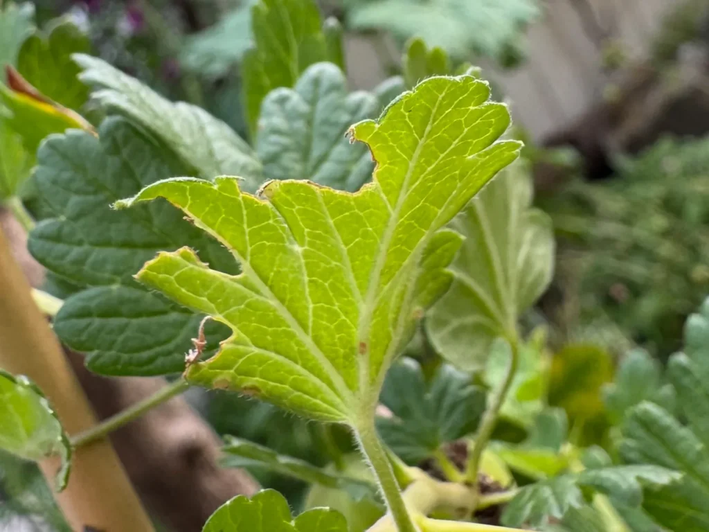Blatt der Stachelbeere mit Fraßspuren der Stachelbeerblattwespe.