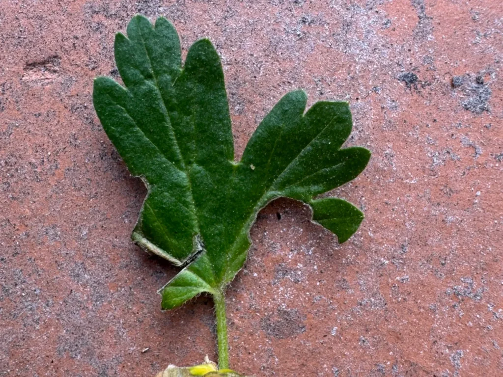Blatt der Stachelbeere mit Fraßspuren der Stachelbeerblattwespe.