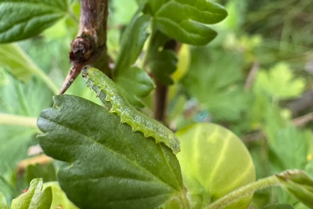 Eine grüne Larve der Stachelbeerblattwespe frisst an einem Blatt.
