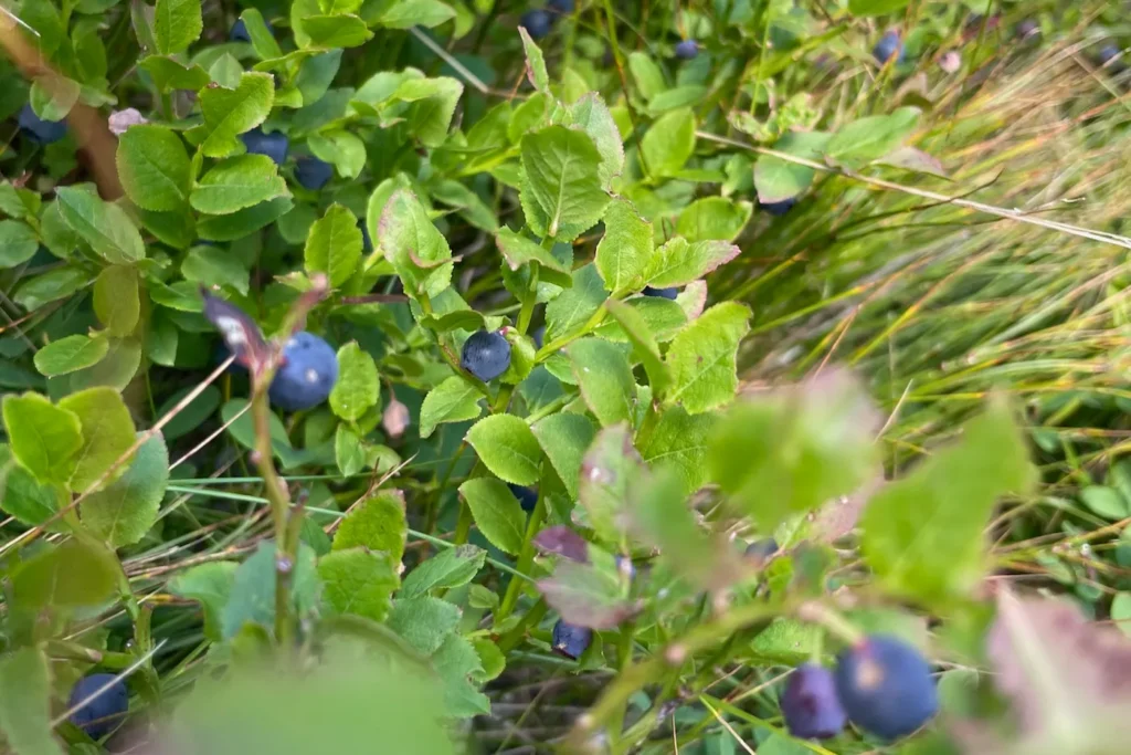 Waldheidelbeeren am Strauch.
