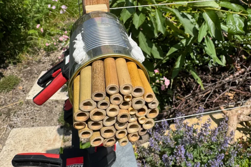 Nisthilfe aus einer Blechdose an einem Holzspalier befestigt. Klebstoff für das Dach ist auf der Dose.