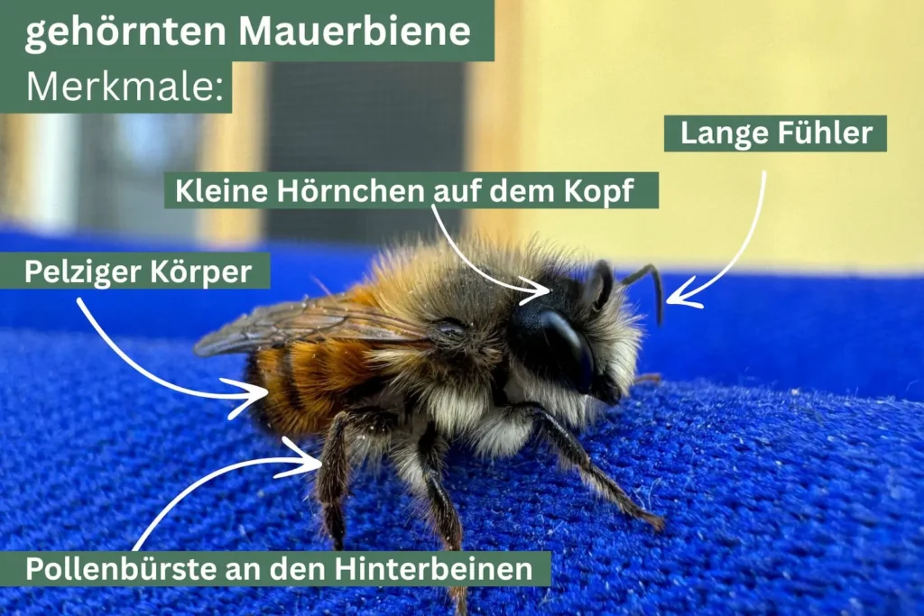 Gehörnte Mauerbiene mit erklärendem Text-Overlay.