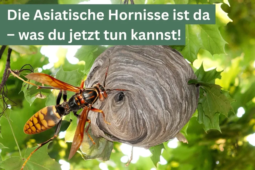 Asiatischen Hornisse stark vergrößert und ihr Primärnest.