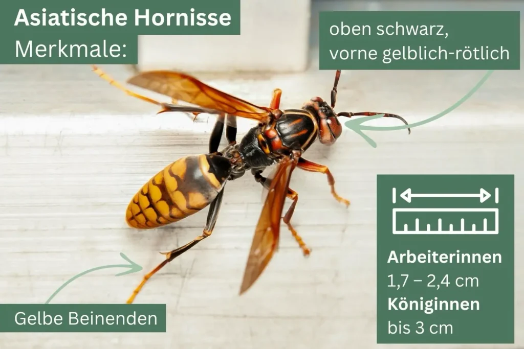Merkmale der Asiatischen Hornisse.