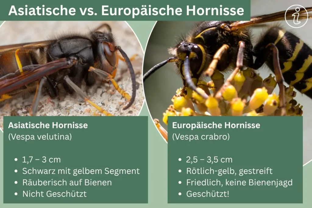 Vergleich der Merkmale von den asiatischen und europäischen Hornisse.